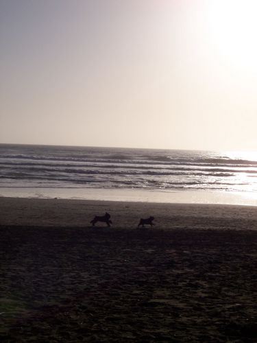 Ocean Beach (palo-alto_100_8629.jpg) wird geladen. Eindrucksvolle Fotos von der Westküste Amerikas erwarten Sie.